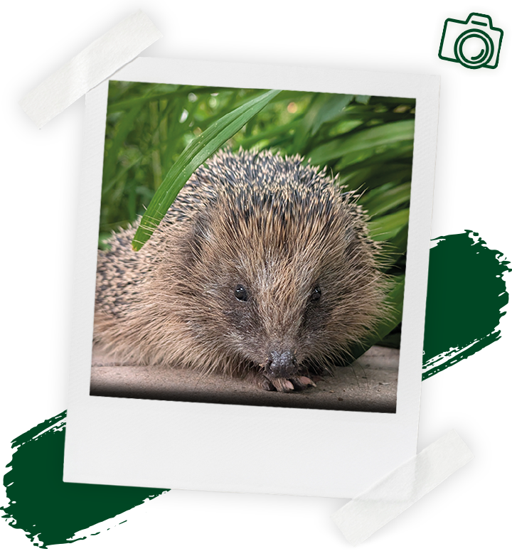 landflair fotowettbewerb Igel 720x804